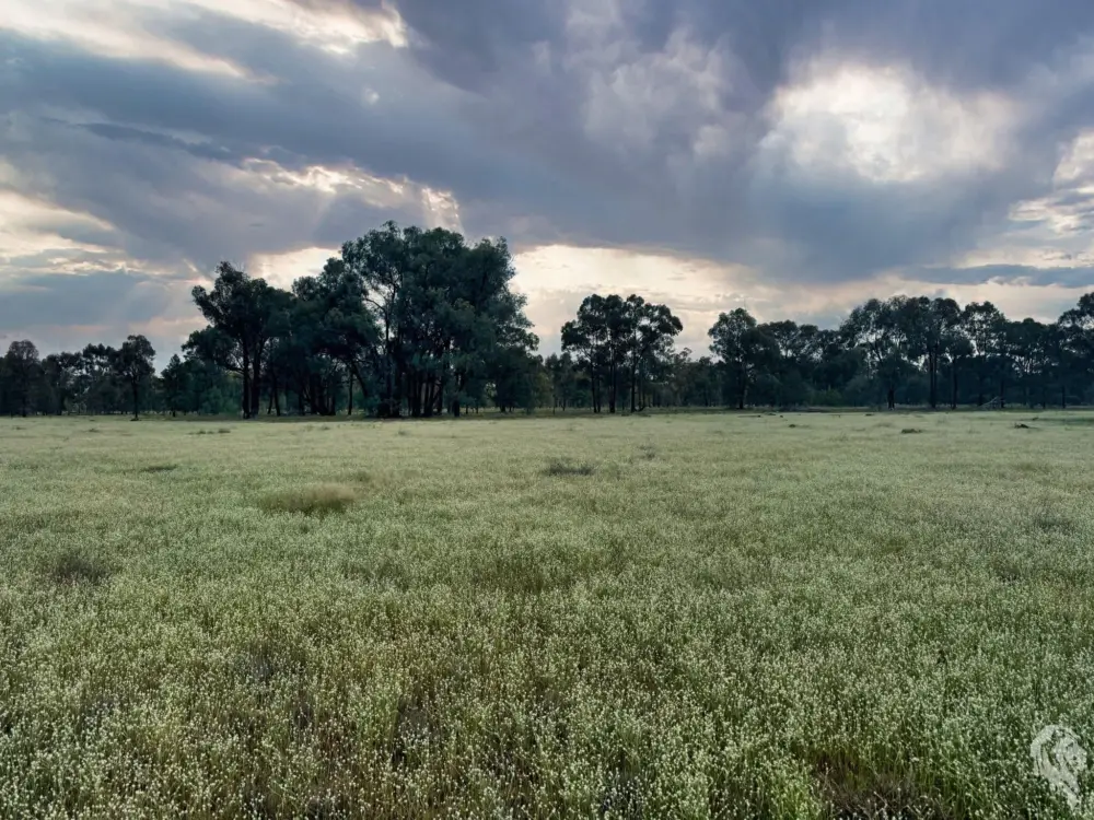 483 Gwabegar Road, CUTTABRI, NSW 2388 AUS