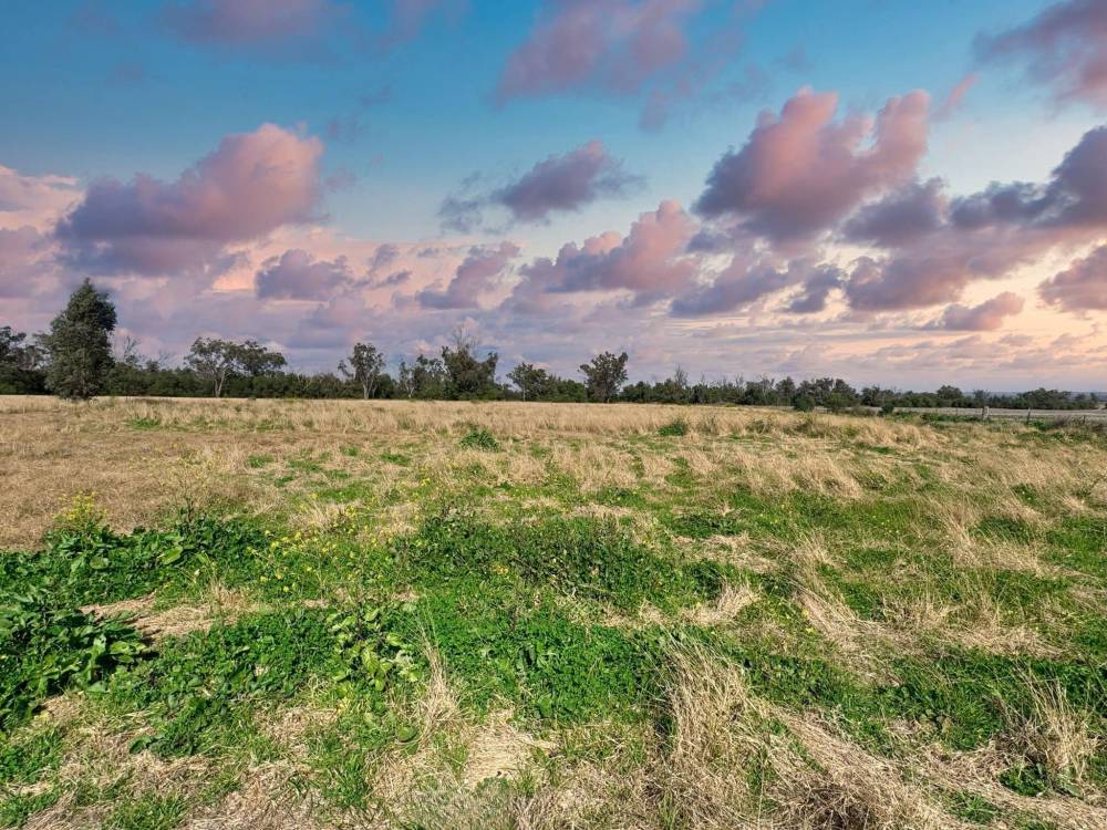 1373 Wave Hill Road, TARRIARO, NSW 2390 AUS