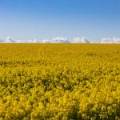 13012 Newell Highway, NARRABRI, NSW 2390 AUS