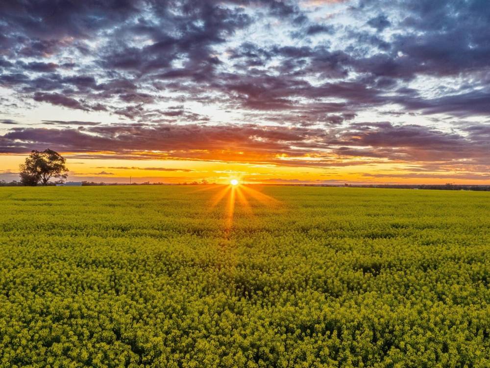 13012 Newell Highway, NARRABRI, NSW 2390 AUS