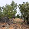 16 Rosenthal Street, GWABEGAR, NSW 2356 AUS