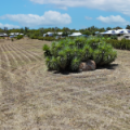 165 Mckenzie Street, NARRABRI, NSW 2390 AUS