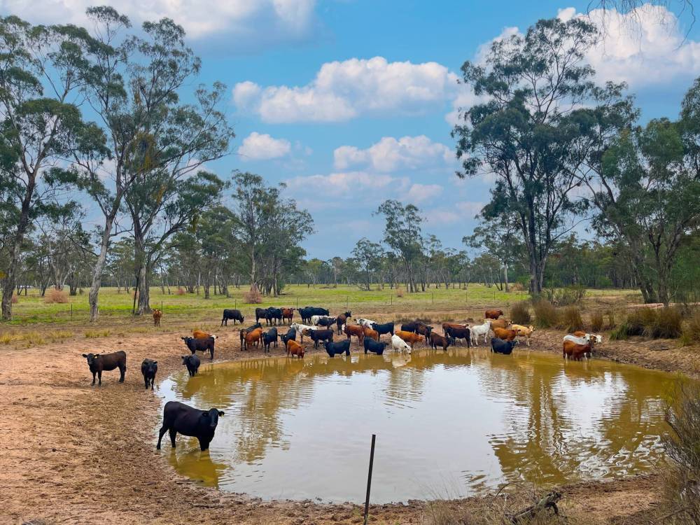10402 Newell Highway, JACKS CREEK, NSW 2390 AUS