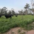 10402 Newell Highway, JACKS CREEK, NSW 2390 AUS