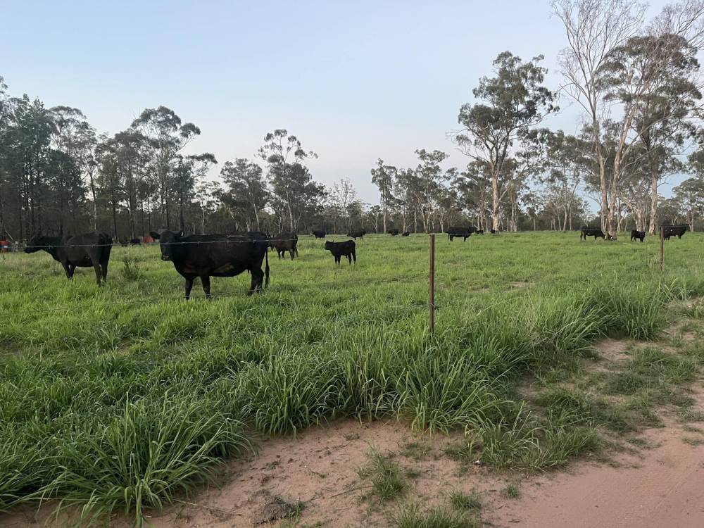10402 Newell Highway, JACKS CREEK, NSW 2390 AUS