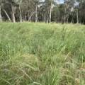 10402 Newell Highway, JACKS CREEK, NSW 2390 AUS