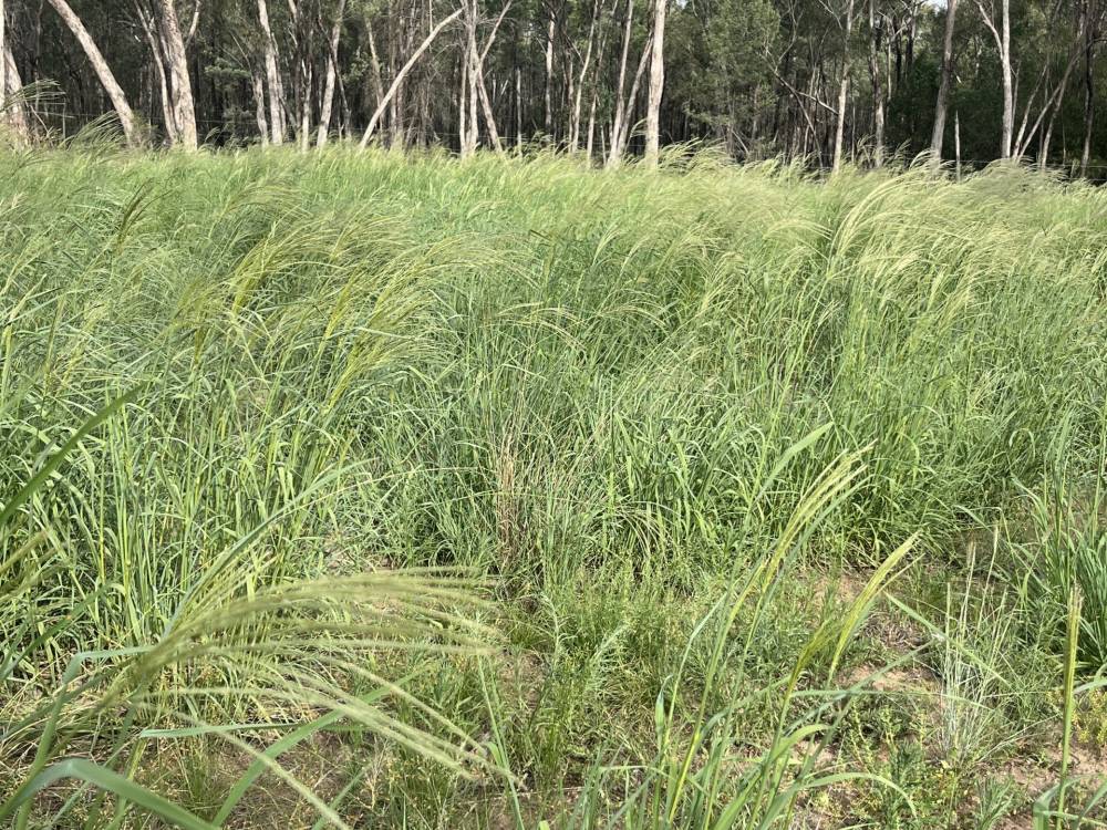 10402 Newell Highway, JACKS CREEK, NSW 2390 AUS