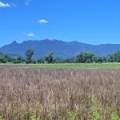 11 1459 Kaputar Road, BULLAWA CREEK, NSW 2390 AUS