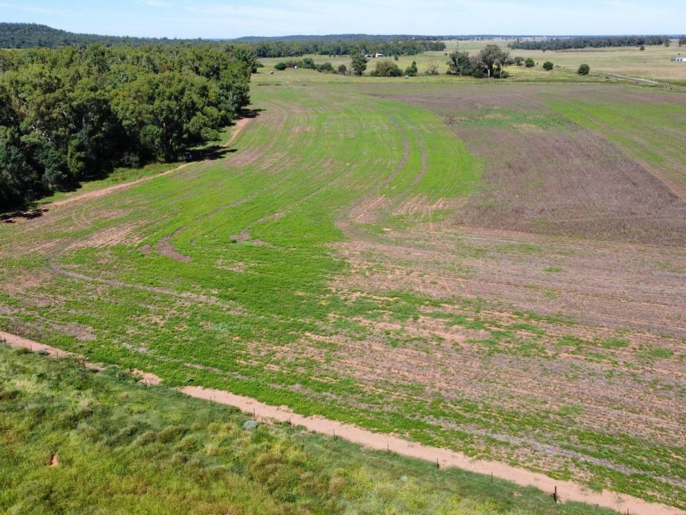11 1459 Kaputar Road, BULLAWA CREEK, NSW 2390 AUS