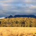 5 1529 Kaputar Road, BULLAWA CREEK, NSW 2390 AUS