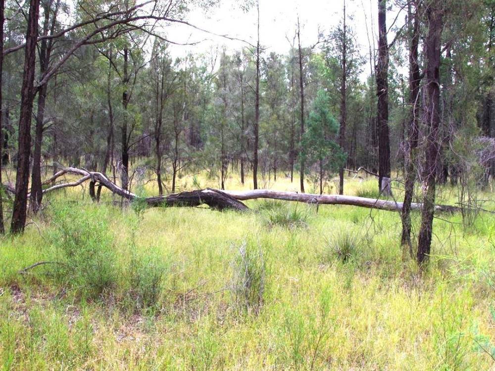 2 419 Killara Road, NARRABRI, NSW 2390 AUS